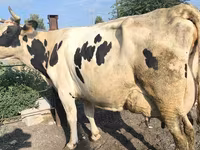 Cow, Swiss cattle — photo 5