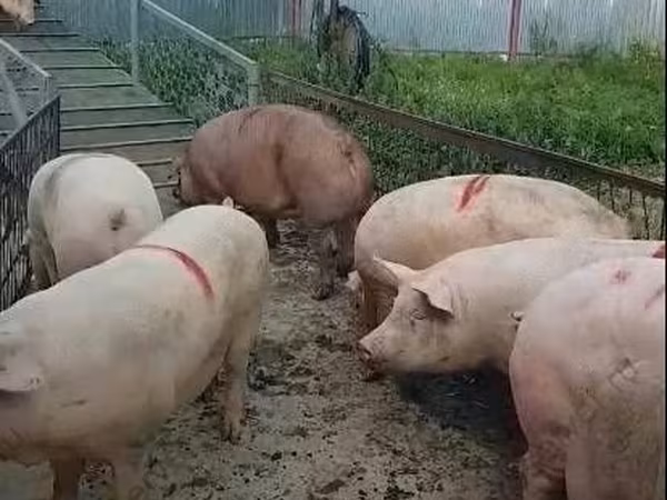 Хряк, Крупная белая