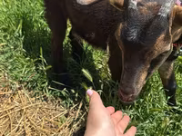பெண் வெள்ளாடு, Nubian Goat — புகைப்படம் 3