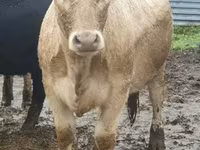 Býk, Yaroslavl cattle — foto 2