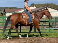 பெண் குதிரை, Quarter Horse — புகைப்படம் 2
