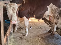 Bull, Simmental cattle — photo 1