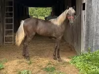 Klisna, Rocky Mountain Horse — foto 8
