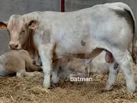 Býk, Charolais cattle — foto 3