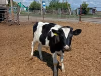 Bulle, Russian Black pied cattle — Foto 1