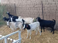 बकरा, Saanen goat — फ़ोटो 3