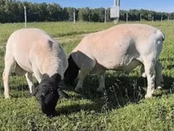 Dorper sheep