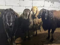 ஆண் ஆடு, Arashan sheep — புகைப்படம் 1