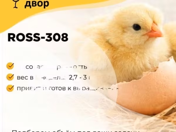 रॉस 308