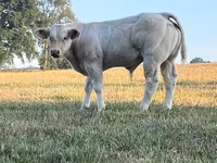 Bull, Cast cow — photo 8