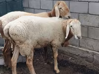 ஆண் ஆடு, Arashan sheep — புகைப்படம் 4