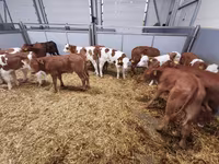 Vaca, Ganado vacuno — foto 6