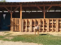 Ram, Edilbay sheep — photo 5