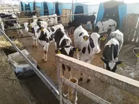 Bulle, Swiss cattle — Foto 7