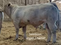Býk, Charolais cattle — foto 6