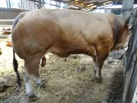Bull, Partenaise cattle — photo 3