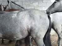 குதிரை, Horse breed — புகைப்படம் 3