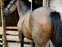 حصان, French Trotter — الصورة 3