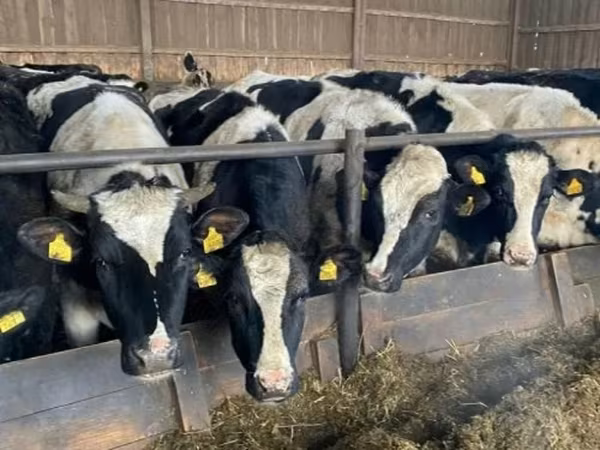 பசு, Russian Black pied cattle