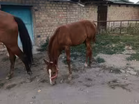 Yegua, Thoroughbred horse — foto 5