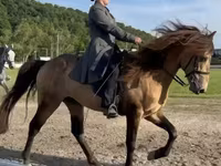 Hengst, Rocky Mountain Horse — Foto 3