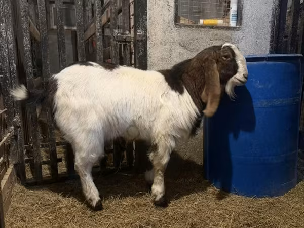 Billy Goat, Kamori goats