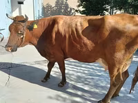 गाय, Red Estonian cattle — फ़ोटो 1