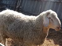 كبش, Assaf sheep — الصورة 2