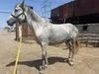 பெண் குதிரை, Orlov Trotter — புகைப்படம் 7