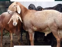 ஆண் ஆடு, Arashan sheep — புகைப்படம் 4