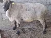 मेढ़ा, Hampshire sheep — फ़ोटो 2