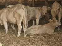 Krava, Charolais cattle — foto 1
