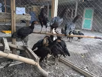 Chickens — फ़ोटो 3