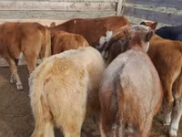 Vaca, Ganado vacuno — foto 3