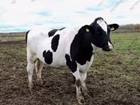 Vaca, Ganado vacuno — foto 4