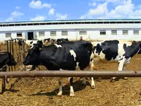 Vaca, Ganado vacuno — foto 5