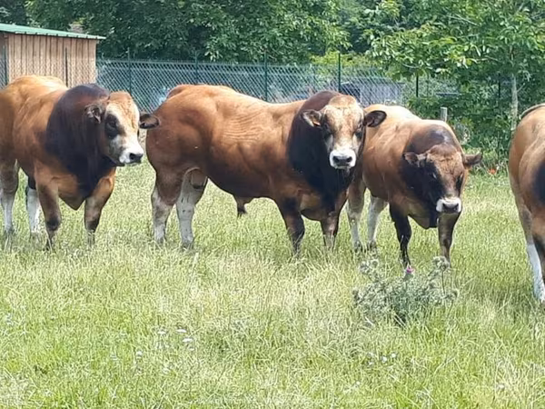 ثور, Partenaise cattle