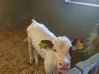 母牛, Simmental cattle — 照片 2