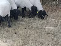 نعجة, Baerchuke sheep — الصورة 2