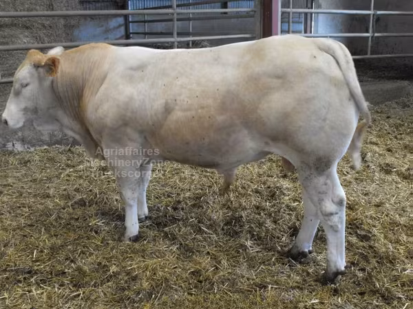 Býk, Blonde d’Aquitane cattle