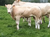 Býk, Blonde d’Aquitane cattle — foto 5