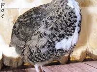 இங்கிலிஷ் வெள்ளை — புகைப்படம் 1