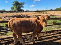 सांड, Highland — फ़ोटो 3