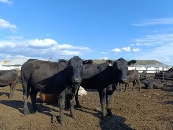 Aberdeen-Angus