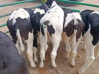 Bull, Holstein breed — photo 4