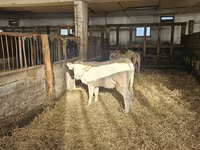 Krava, Charolais cattle — foto 3