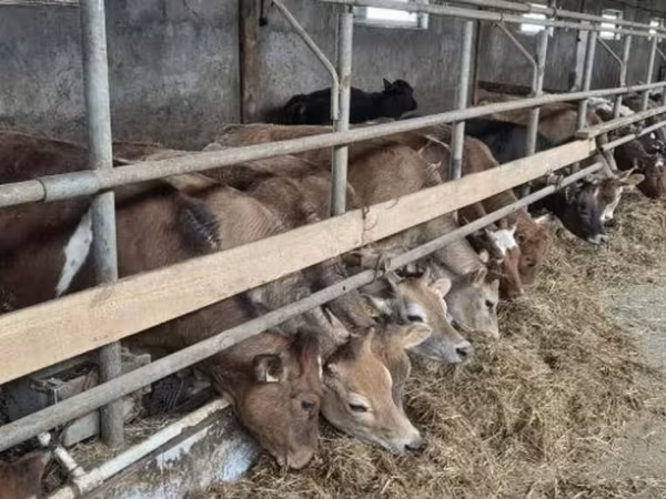 Kuh, Holstein-Rasse