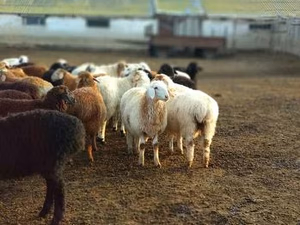 Sheep