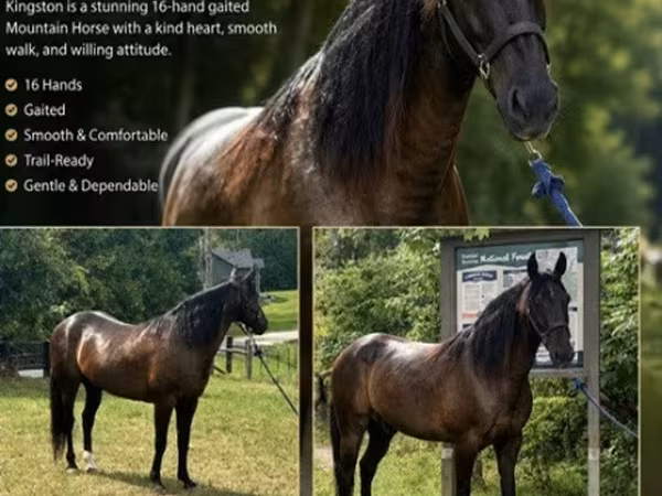 Kůň, French Trotter