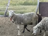 Schaf, Kuibyshev sheep — Foto 6
